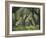 Greece, Olive Grove, Olive Trees, Old-Thonig-Framed Photographic Print