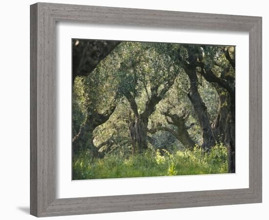 Greece, Olive Grove, Olive Trees, Old-Thonig-Framed Photographic Print