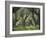 Greece, Olive Grove, Olive Trees, Old-Thonig-Framed Photographic Print