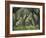 Greece, Olive Grove, Olive Trees, Old-Thonig-Framed Photographic Print