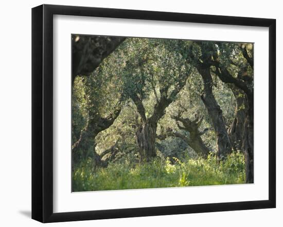 Greece, Olive Grove, Olive Trees, Old-Thonig-Framed Photographic Print