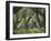 Greece, Olive Grove, Olive Trees, Old-Thonig-Framed Photographic Print