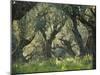 Greece, Olive Grove, Olive Trees, Old-Thonig-Mounted Photographic Print