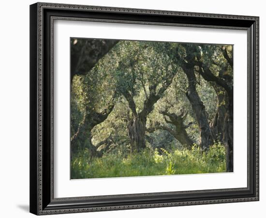 Greece, Olive Grove, Olive Trees, Old-Thonig-Framed Photographic Print