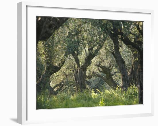 Greece, Olive Grove, Olive Trees, Old-Thonig-Framed Photographic Print