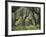 Greece, Olive Grove, Olive Trees, Old-Thonig-Framed Photographic Print
