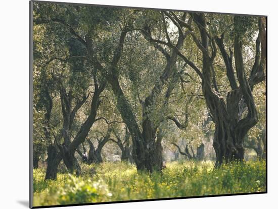 Greece, Olive Grove, Until 2000 Years Old Author Designation Obligatory Europe-Thonig-Mounted Photographic Print