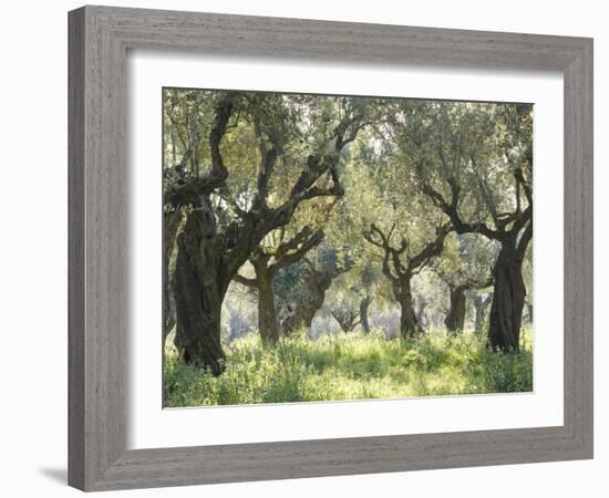 Greece, Olive Grove-Thonig-Framed Photographic Print