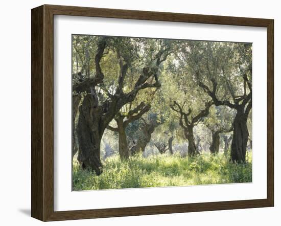 Greece, Olive Grove-Thonig-Framed Photographic Print