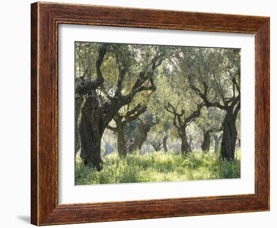 Greece, Olive Grove-Thonig-Framed Photographic Print