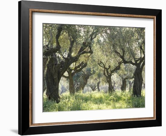 Greece, Olive Grove-Thonig-Framed Photographic Print