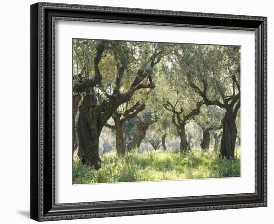 Greece, Olive Grove-Thonig-Framed Photographic Print