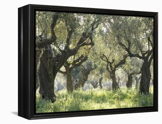Greece, Olive Grove-Thonig-Framed Premier Image Canvas