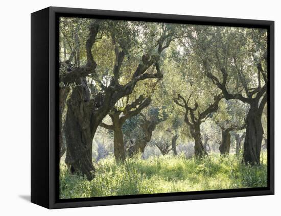 Greece, Olive Grove-Thonig-Framed Premier Image Canvas