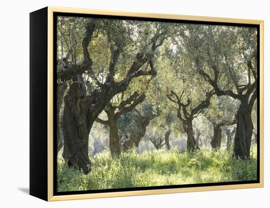 Greece, Olive Grove-Thonig-Framed Premier Image Canvas