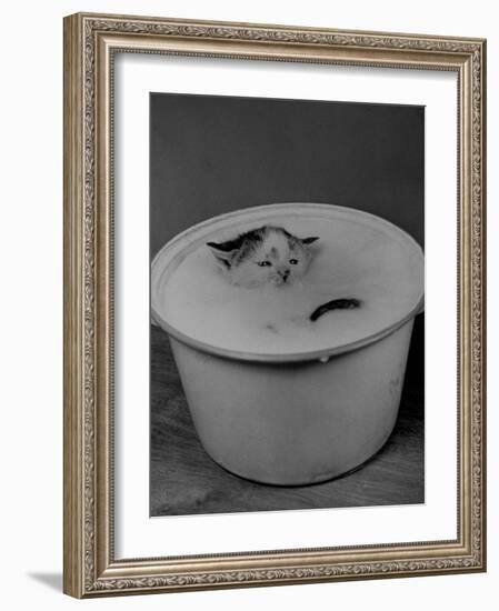 Greedily Hungry Kitten Almost Drowning in a Pot of Milk after Climbing over the Side to Drink-Nina Leen-Framed Photographic Print