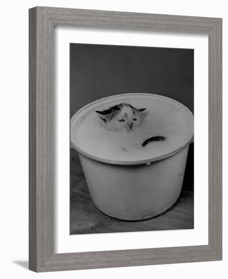 Greedily Hungry Kitten Almost Drowning in a Pot of Milk after Climbing over the Side to Drink-Nina Leen-Framed Photographic Print