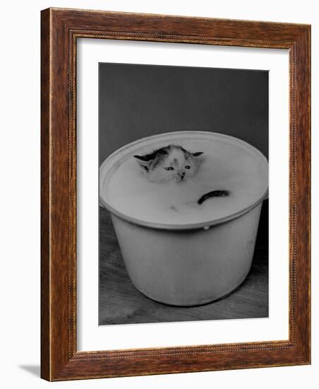 Greedily Hungry Kitten Almost Drowning in a Pot of Milk after Climbing over the Side to Drink-Nina Leen-Framed Photographic Print