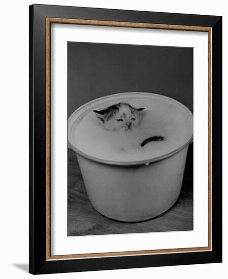 Greedily Hungry Kitten Almost Drowning in a Pot of Milk after Climbing over the Side to Drink-Nina Leen-Framed Photographic Print