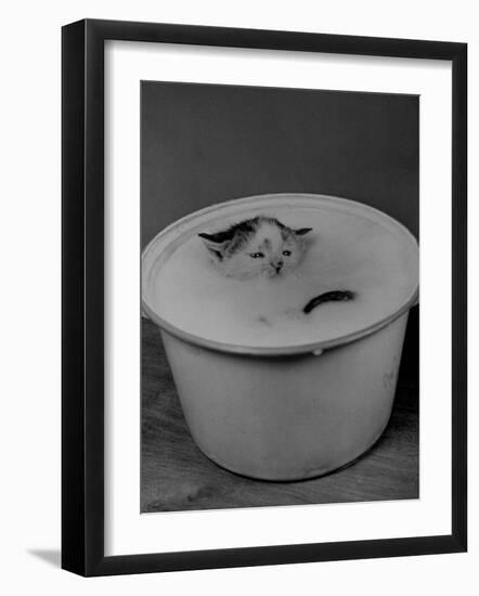 Greedily Hungry Kitten Almost Drowning in a Pot of Milk after Climbing over the Side to Drink-Nina Leen-Framed Photographic Print