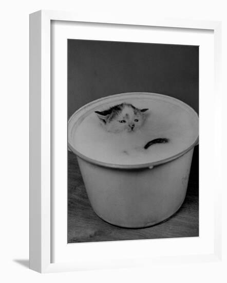 Greedily Hungry Kitten Almost Drowning in a Pot of Milk after Climbing over the Side to Drink-Nina Leen-Framed Photographic Print