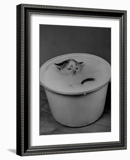 Greedily Hungry Kitten Almost Drowning in a Pot of Milk after Climbing over the Side to Drink-Nina Leen-Framed Photographic Print