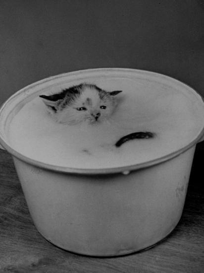 Greedily Hungry Kitten Almost Drowning In A Pot Of Milk After Climbing 