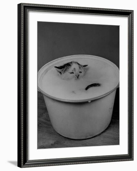 Greedily Hungry Kitten Almost Drowning in a Pot of Milk after Climbing over the Side to Drink-Nina Leen-Framed Photographic Print