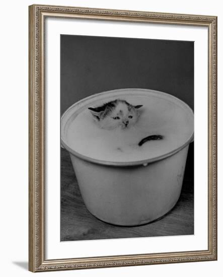 Greedily Hungry Kitten Almost Drowning in a Pot of Milk after Climbing over the Side to Drink-Nina Leen-Framed Photographic Print