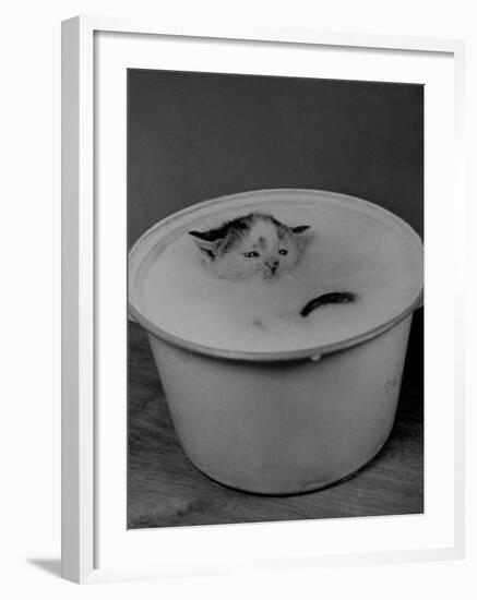 Greedily Hungry Kitten Almost Drowning in a Pot of Milk after Climbing over the Side to Drink-Nina Leen-Framed Photographic Print