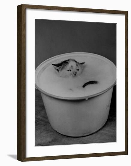 Greedily Hungry Kitten Almost Drowning in a Pot of Milk after Climbing over the Side to Drink-Nina Leen-Framed Photographic Print