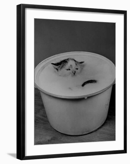 Greedily Hungry Kitten Almost Drowning in a Pot of Milk after Climbing over the Side to Drink-Nina Leen-Framed Photographic Print