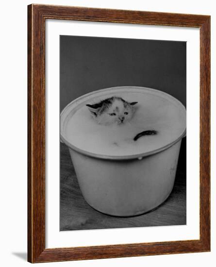 Greedily Hungry Kitten Almost Drowning in a Pot of Milk after Climbing over the Side to Drink-Nina Leen-Framed Photographic Print