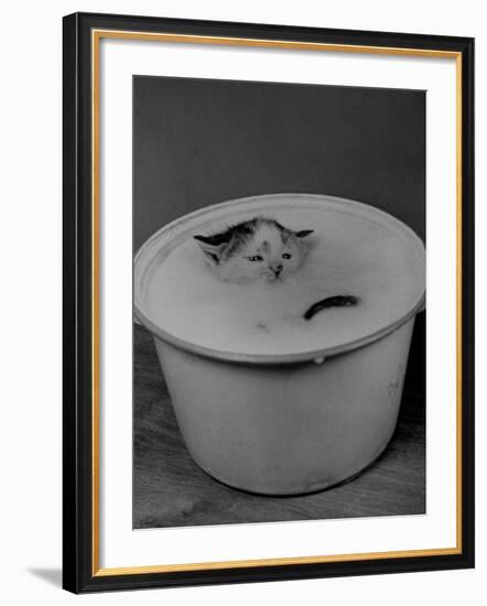 Greedily Hungry Kitten Almost Drowning in a Pot of Milk after Climbing over the Side to Drink-Nina Leen-Framed Photographic Print