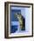 Greek Cat-Hubert & Klein-Framed Art Print