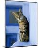 Greek Cat-Hubert & Klein-Mounted Art Print