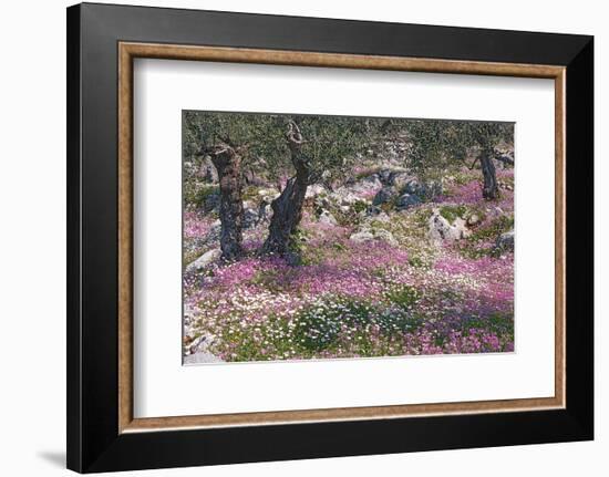 Greek Garden Olive Trees-null-Framed Premium Giclee Print