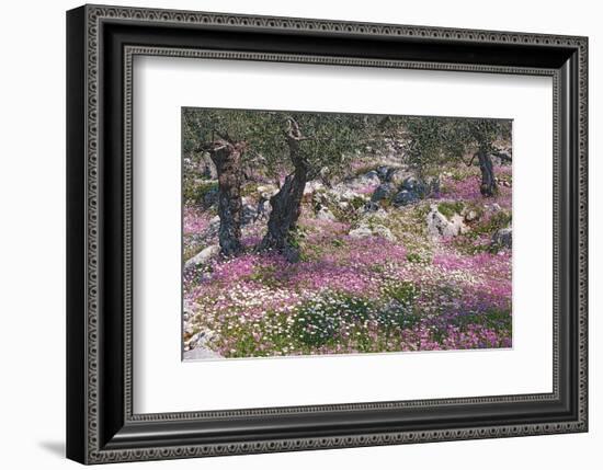 Greek Garden Olive Trees-null-Framed Premium Giclee Print