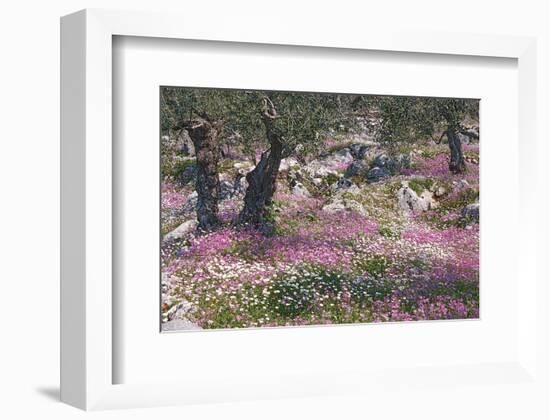 Greek Garden Olive Trees-null-Framed Premium Giclee Print