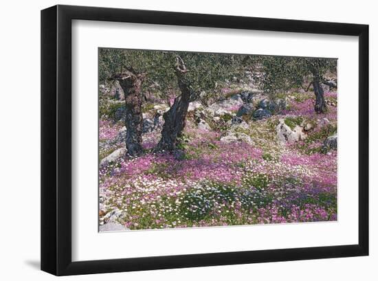 Greek Garden Olive Trees-null-Framed Art Print