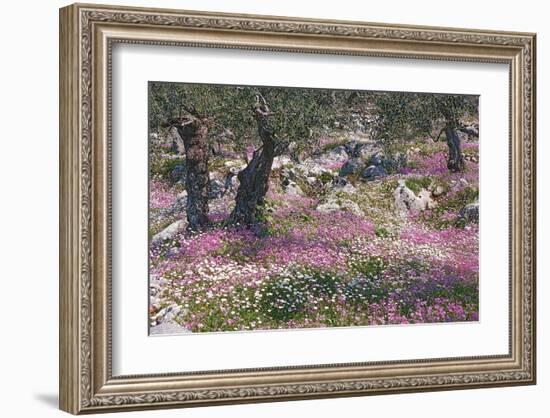 Greek Garden Olive Trees-null-Framed Art Print