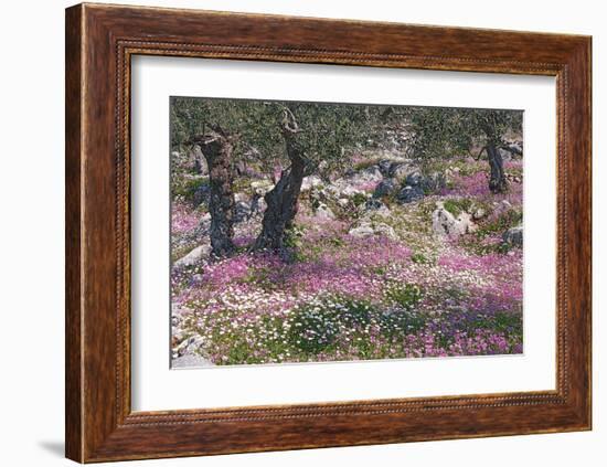 Greek Garden Olive Trees-null-Framed Art Print