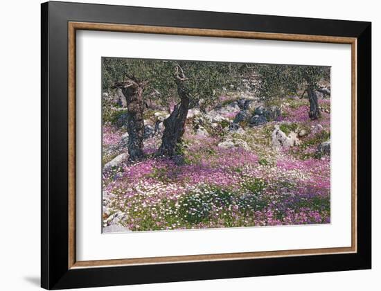 Greek Garden Olive Trees-null-Framed Art Print