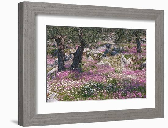 Greek Garden Olive Trees-null-Framed Art Print