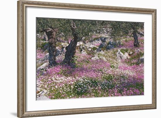 Greek Garden Olive Trees-null-Framed Art Print