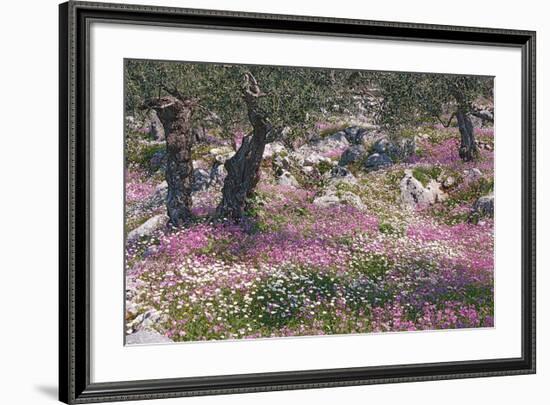 Greek Garden Olive Trees-null-Framed Art Print
