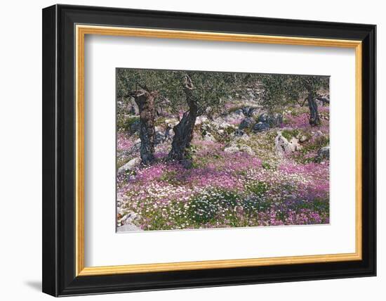 Greek Garden Olive Trees-null-Framed Art Print