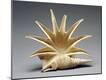 Premium Photographic Print