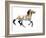 Greek (Przewalski), 2012-Mark Adlington-Framed Giclee Print