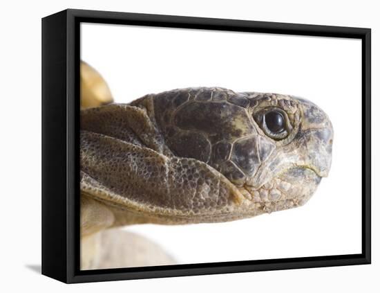 Greek Spur Thighed Tortoise Head Portrait, Spain-Niall Benvie-Framed Premier Image Canvas